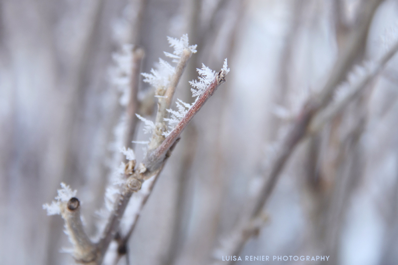 Cristalli di ghiaccio