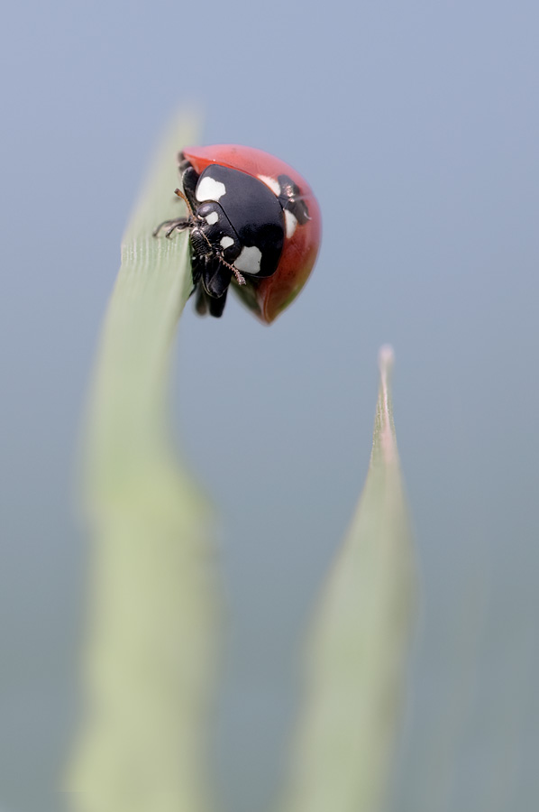 sospesa su un filo d'erba