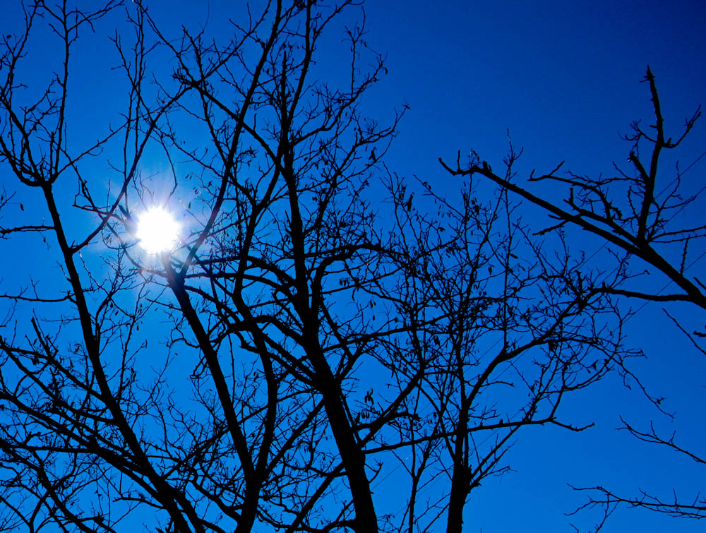 Albero... inquadratura alternativa