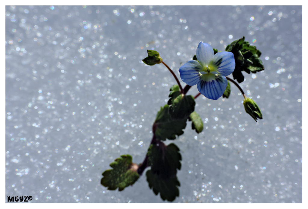 Dettagli di una primavera anticipata