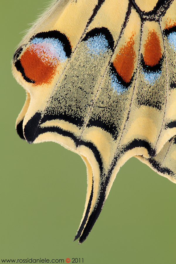 il vestito della Regina...