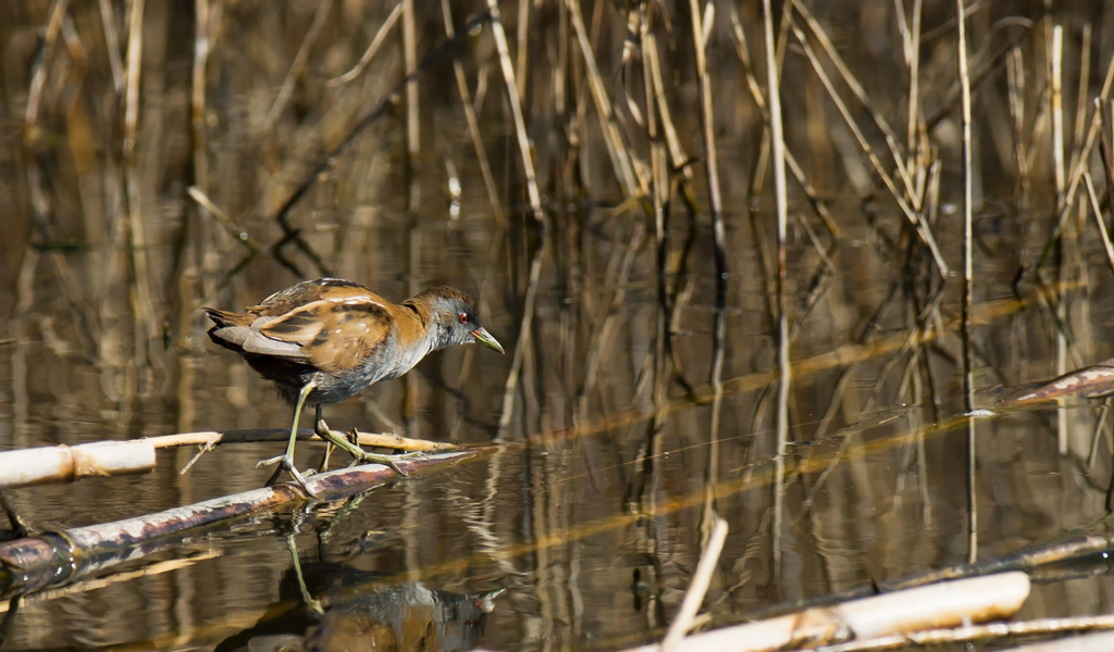 Schiribella in caccia.