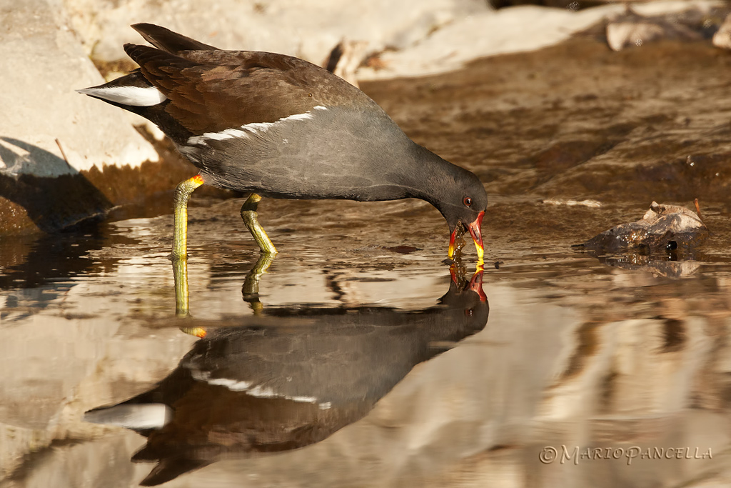 Gallinella d'acqua