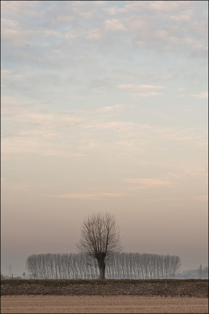 La solitudine di un albero..