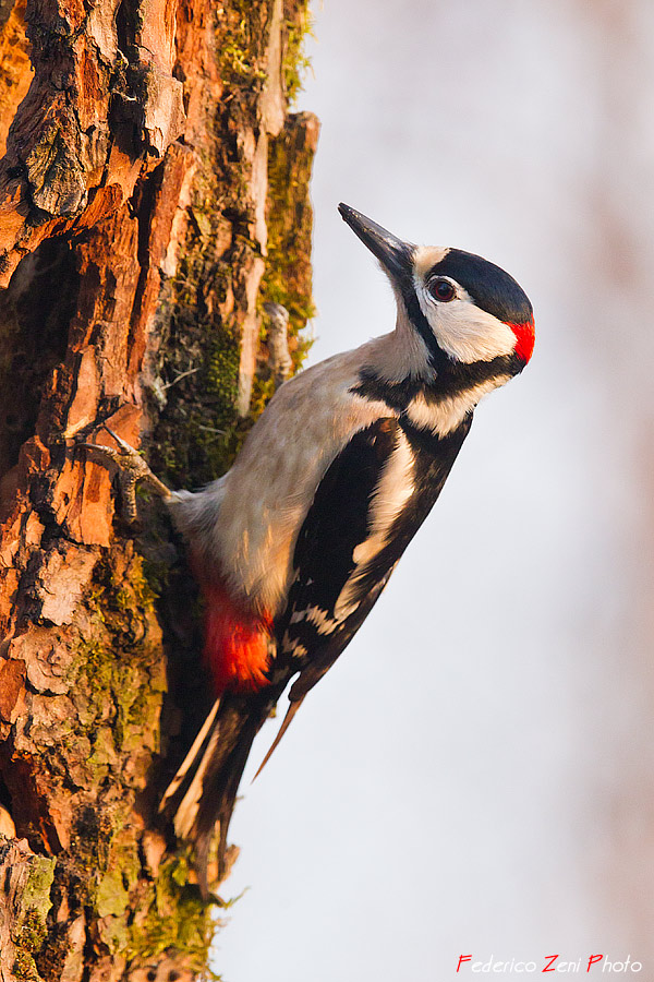 Semplicemente Picchio rosso maggiore...