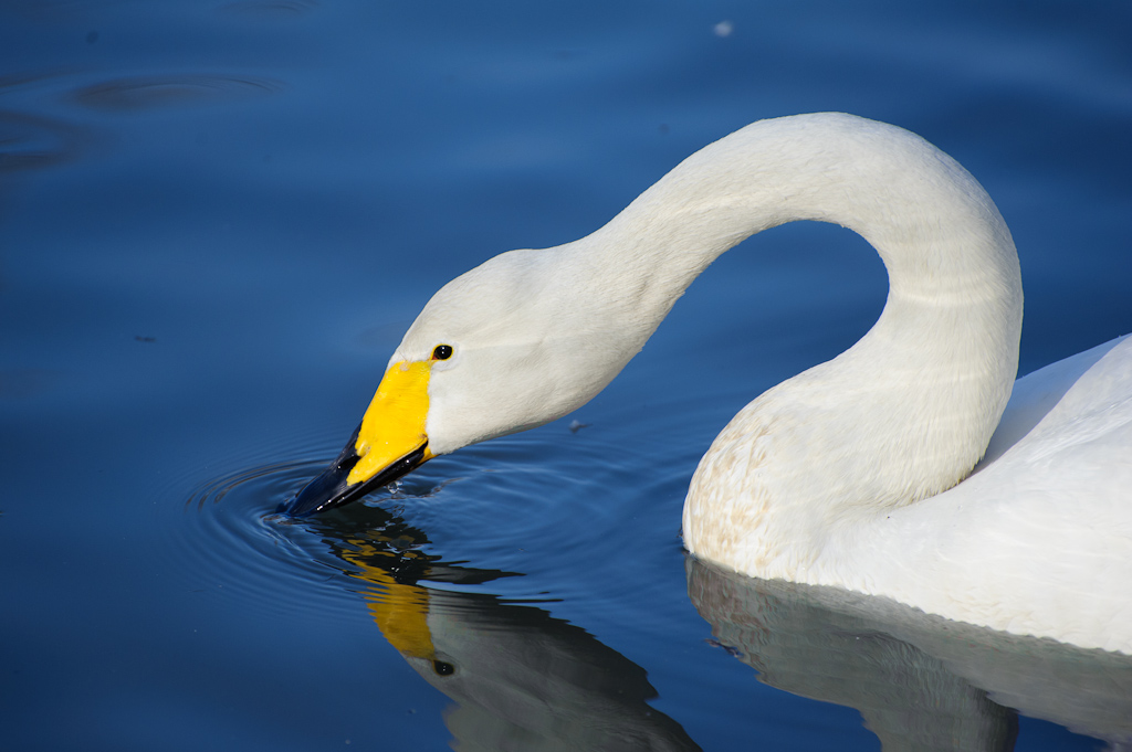 Banalmente ... sua Maest�