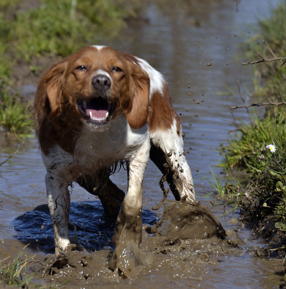 Una stella impantanata :D