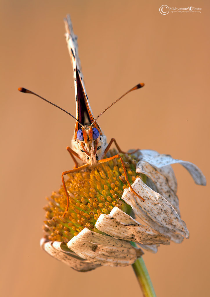 Melitaea didyma (Esper 1779) Didima