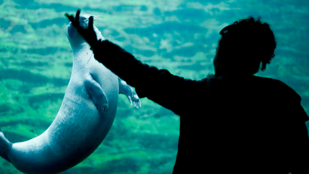 Giocando con le foche