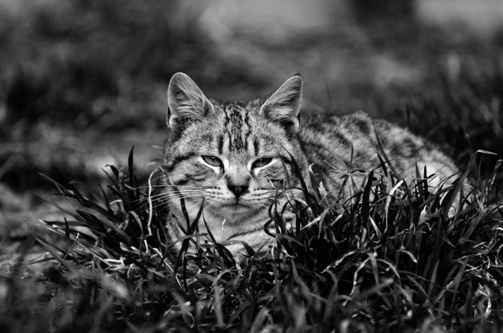 Il piccolo predatore