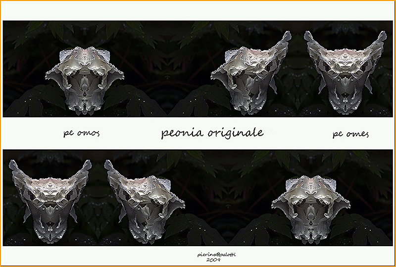 Peonia 2009