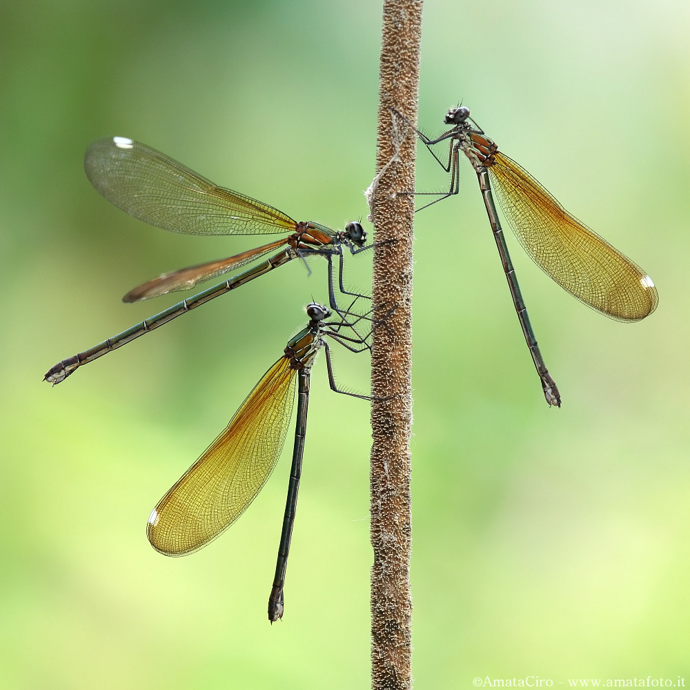 Calopteryx haemorrhoidalis (Vander Linden, 1825) - (femmine)