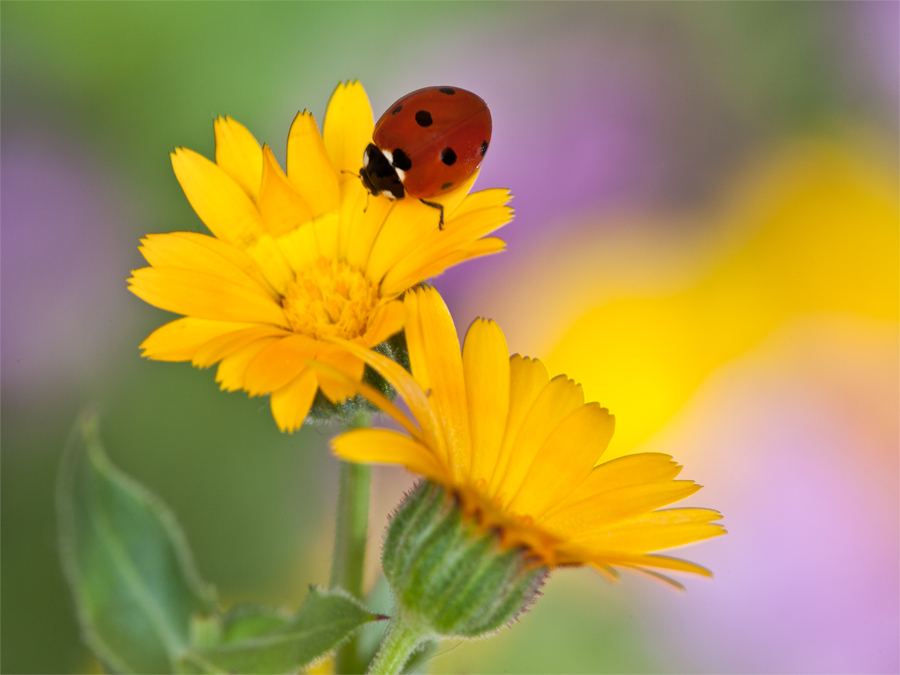 E' gi� ... primavera