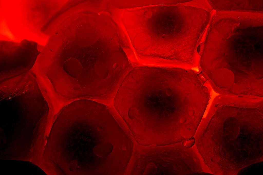 Dentro il melograno (2077)