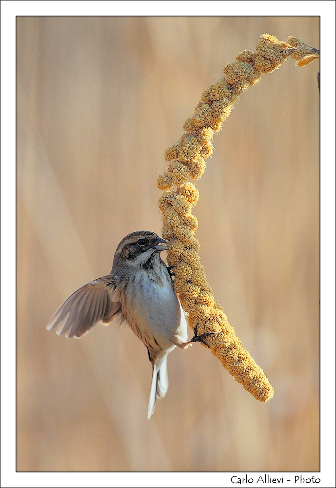 Migliarino di palude
