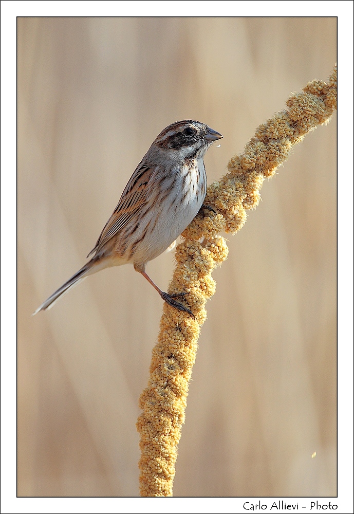 Migliarino di palude