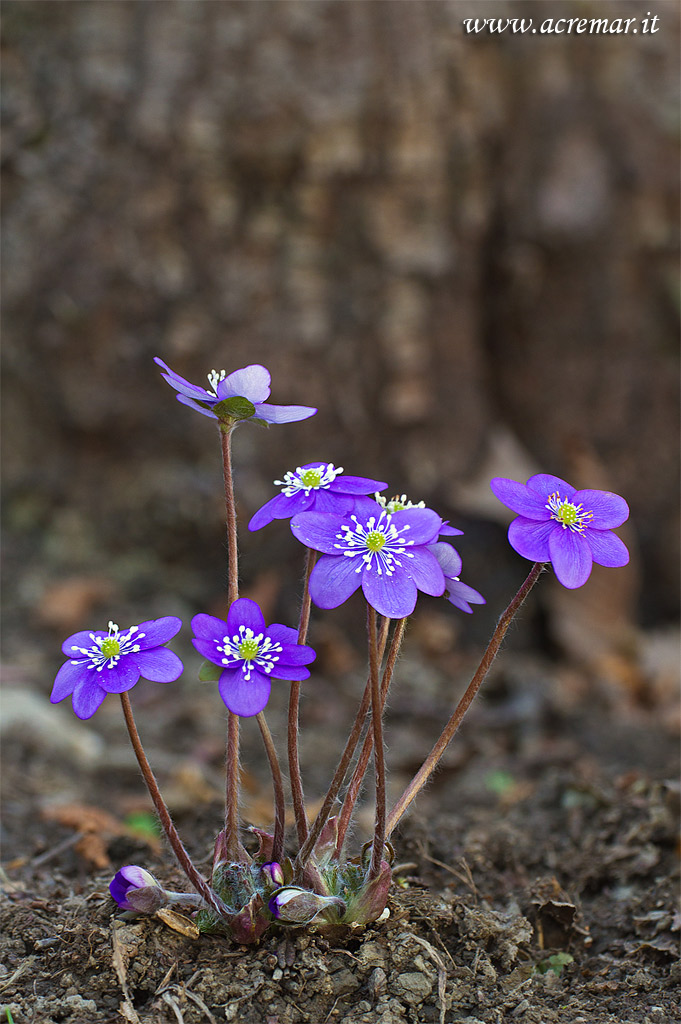 Hepatica nobilis