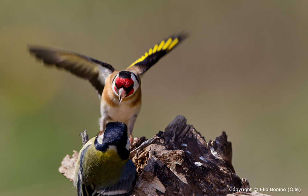 Cardellino (Carduelis carduelis)