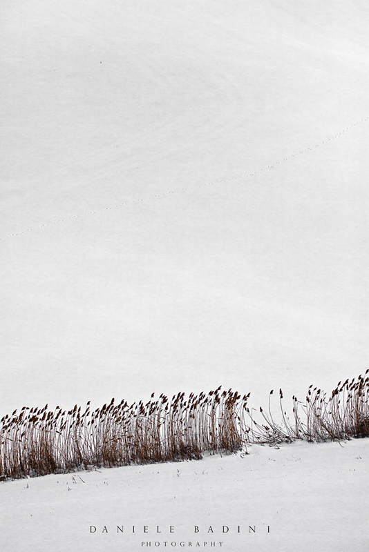 ....siepe naturale.....