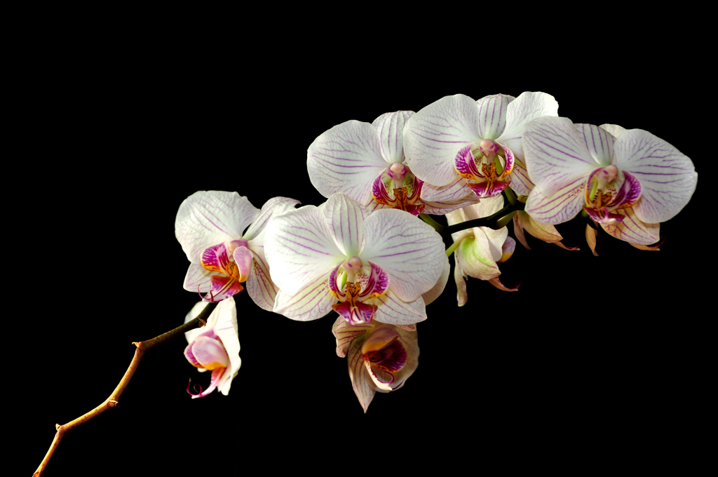 Orchidee 3