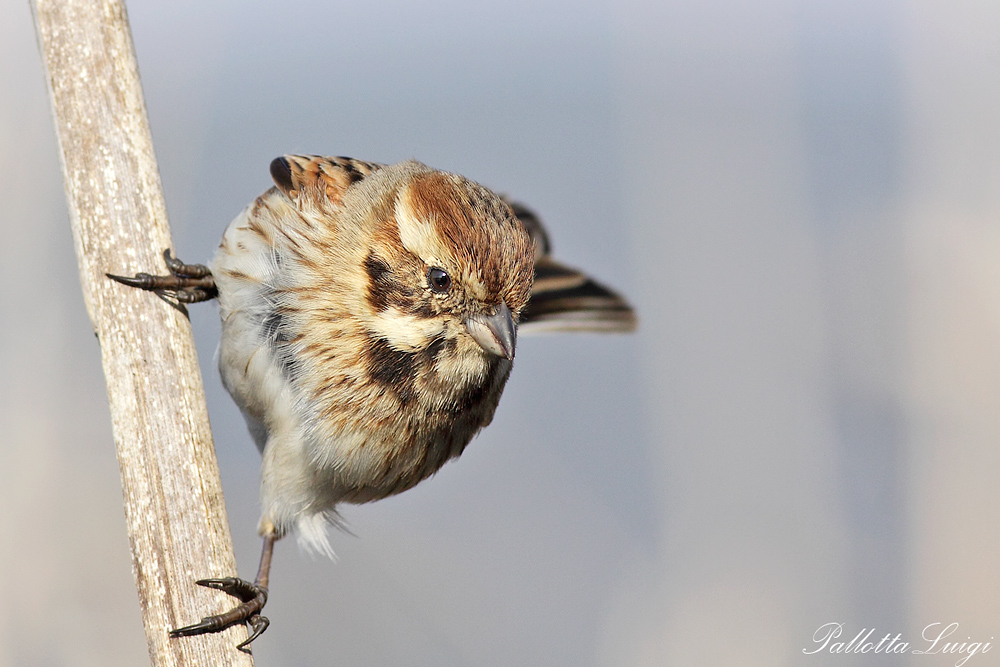 Migliarino di palude (Emberiza schoeniclus)