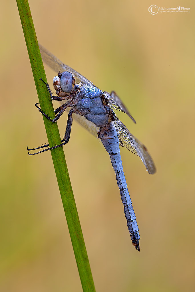 Orthetrum brunneum    (Fonscolombe, 1837)