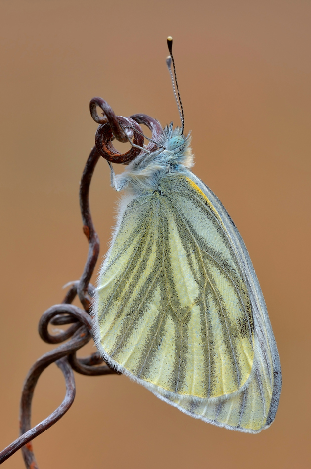 Pieris napi