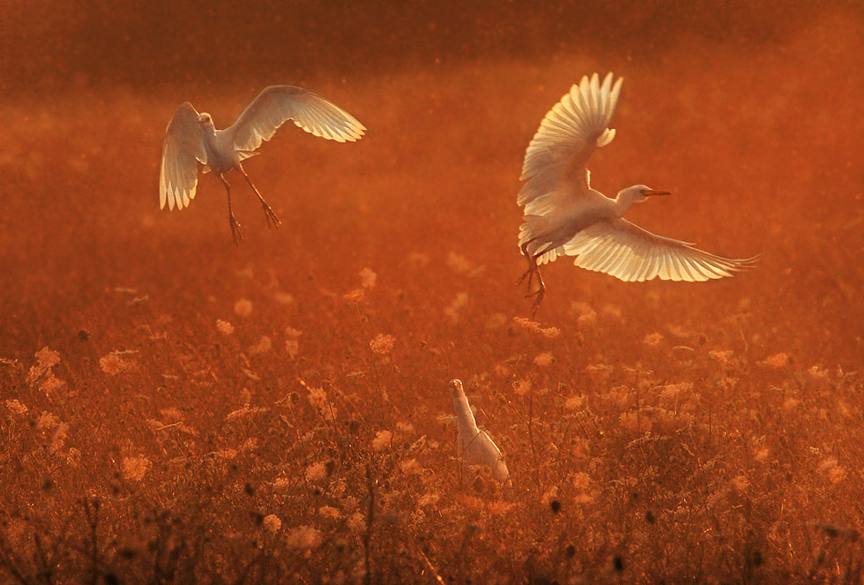 Polvere e guardabuoi