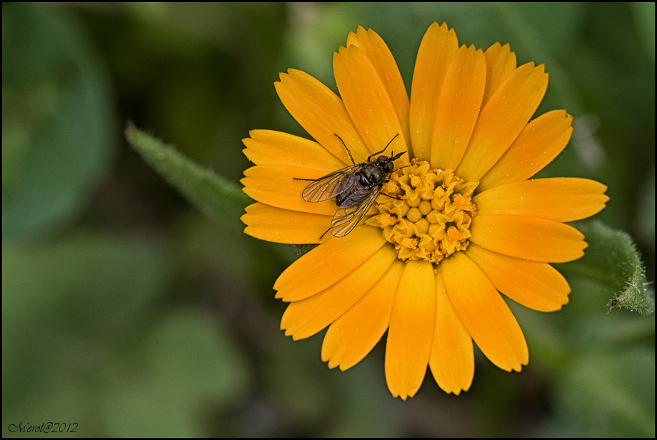 In mancanza d'altro... mosca!