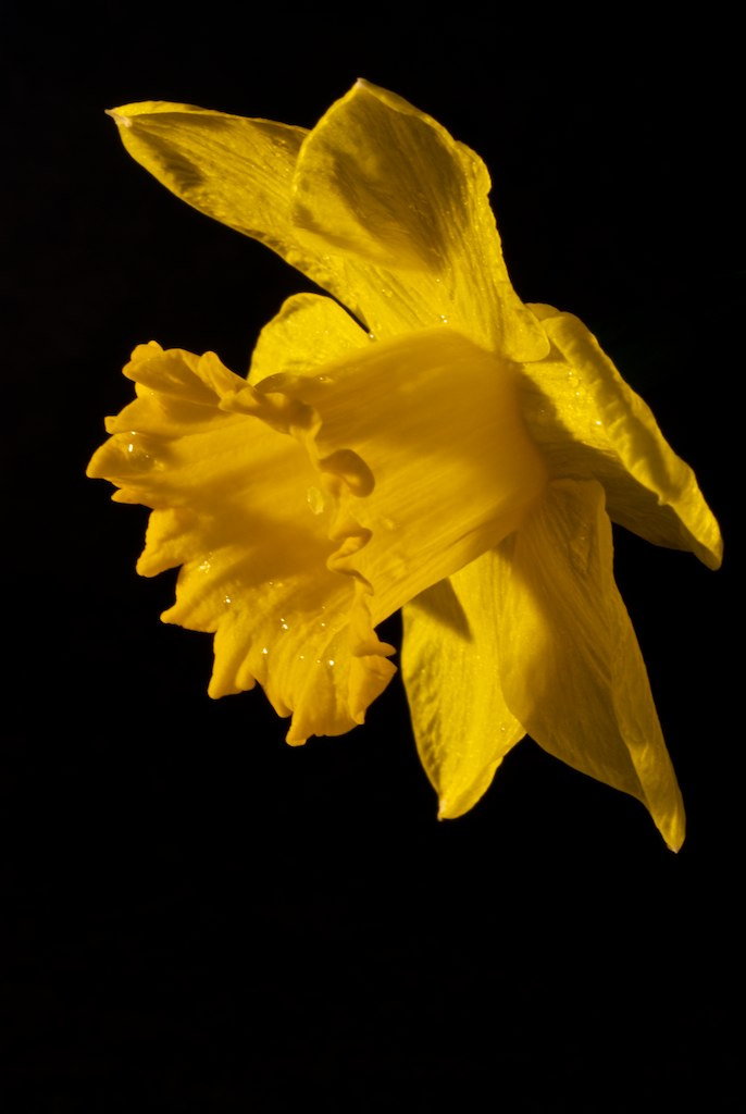 Narciso