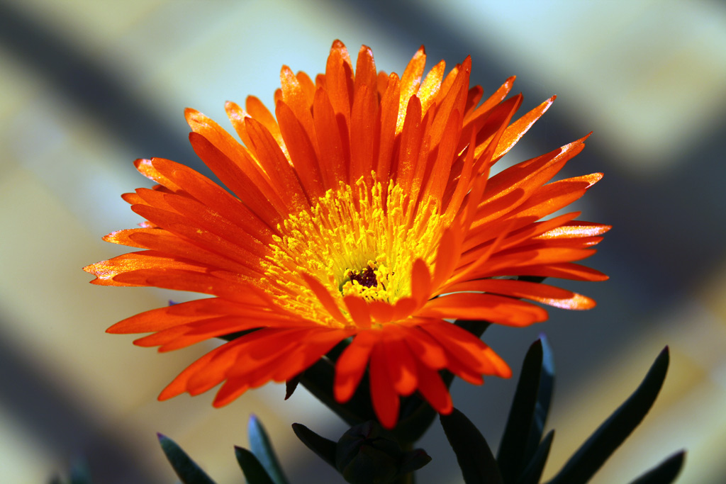 Finalmente la Primavera