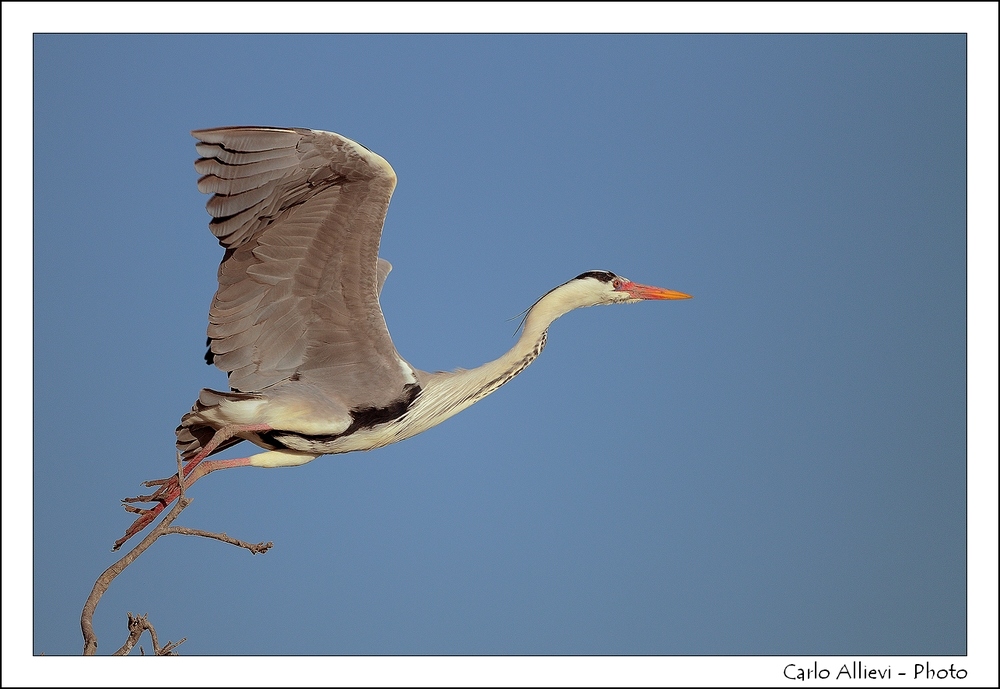 Lo stacco del cenerino
