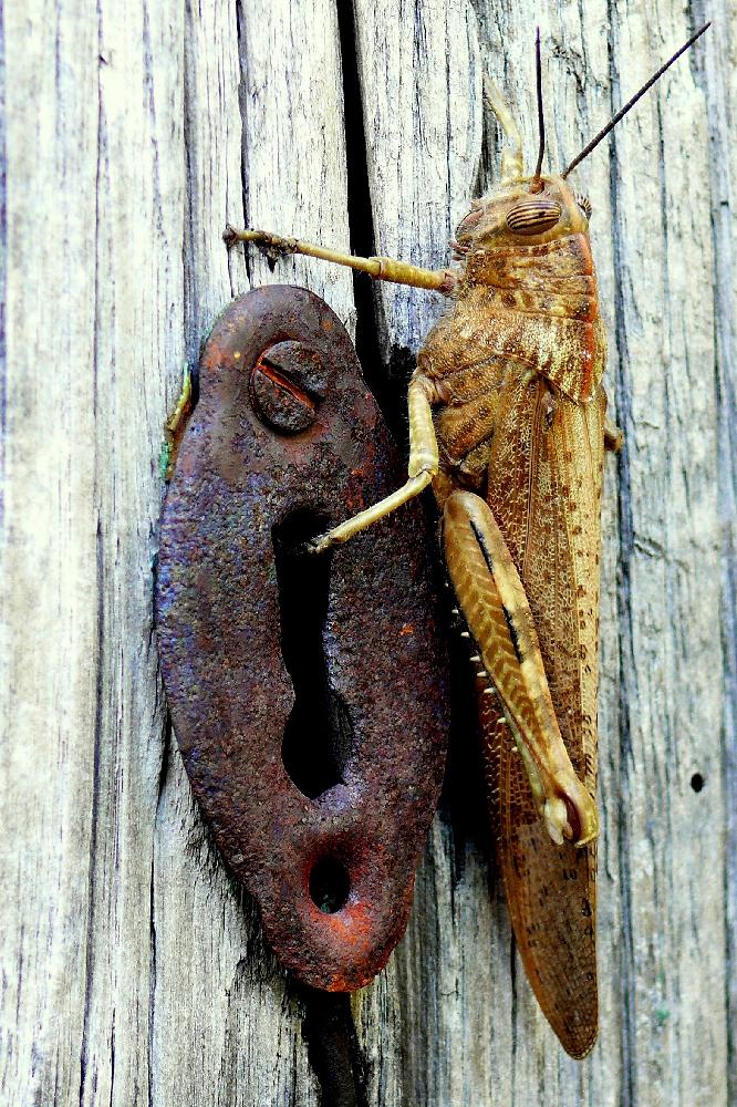 Azz...sta porta nun s'apre!!!!!