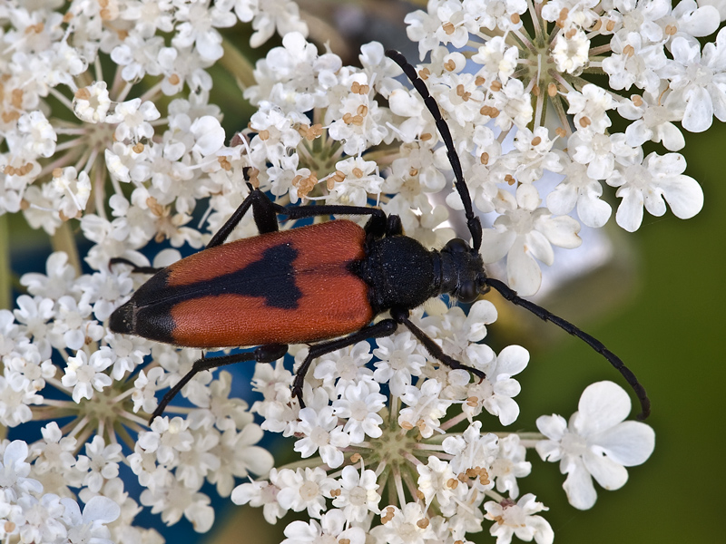 coleottero... rosso nero...