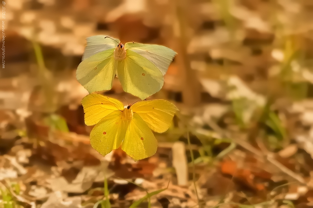 Gonepteryx rhamni.....