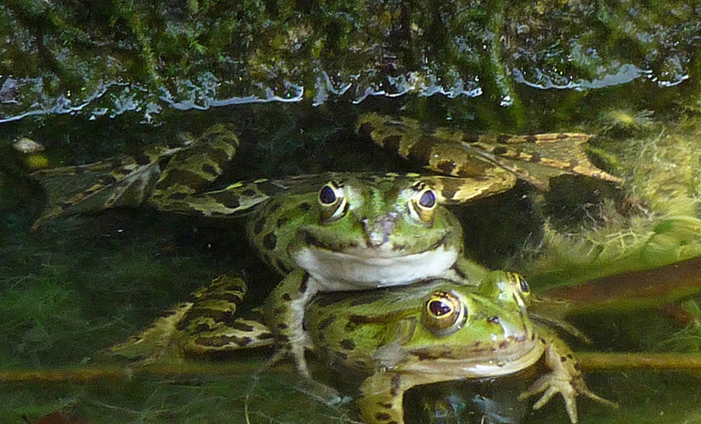 Un amore travolgente