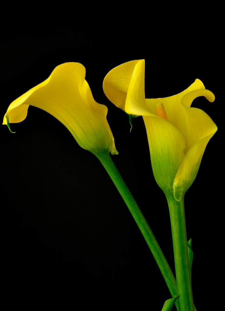 Calla 2