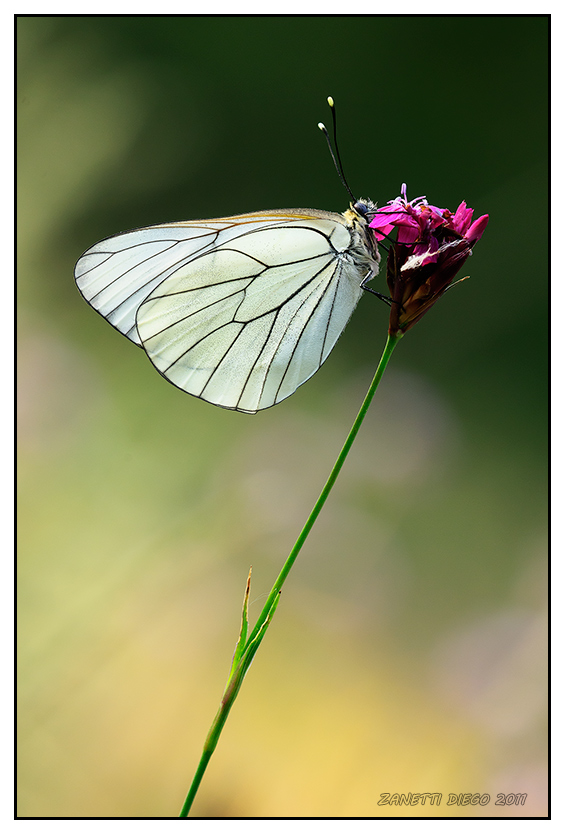 Pieride del biancospino
