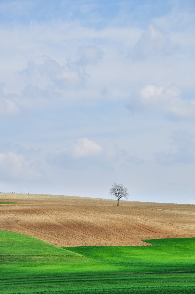 Collina minimale