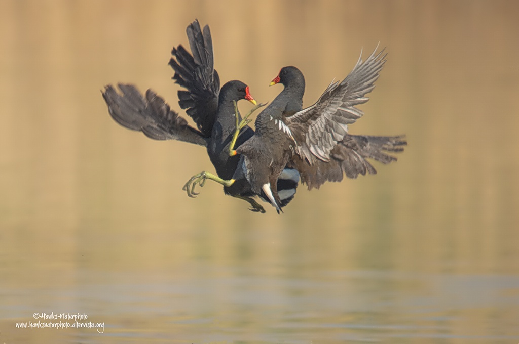 Gallinelle in guerra