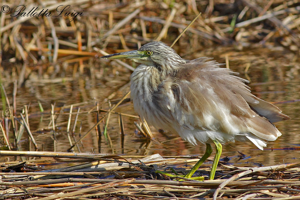Sgarza ciuffetto (Ardeola ralloides)