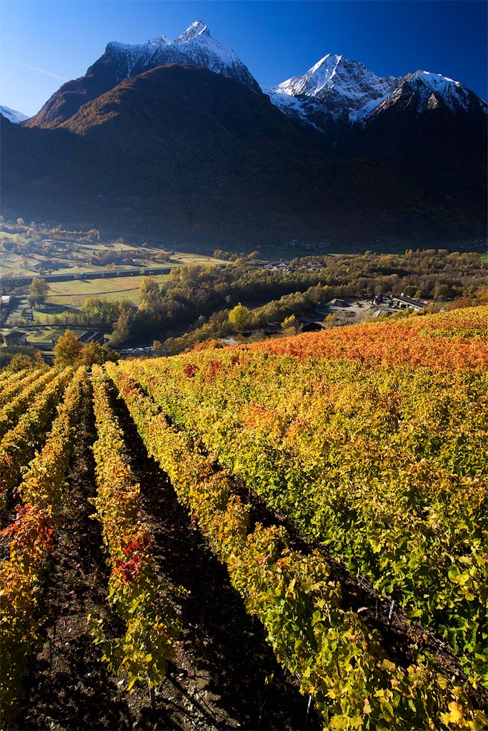 Vigneti in autunno