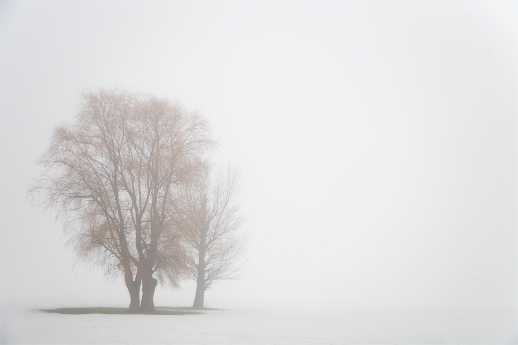 Nella nebbia