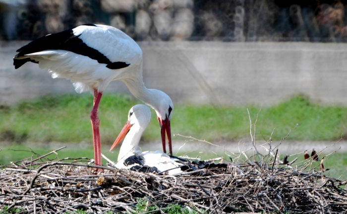cicogne in cova