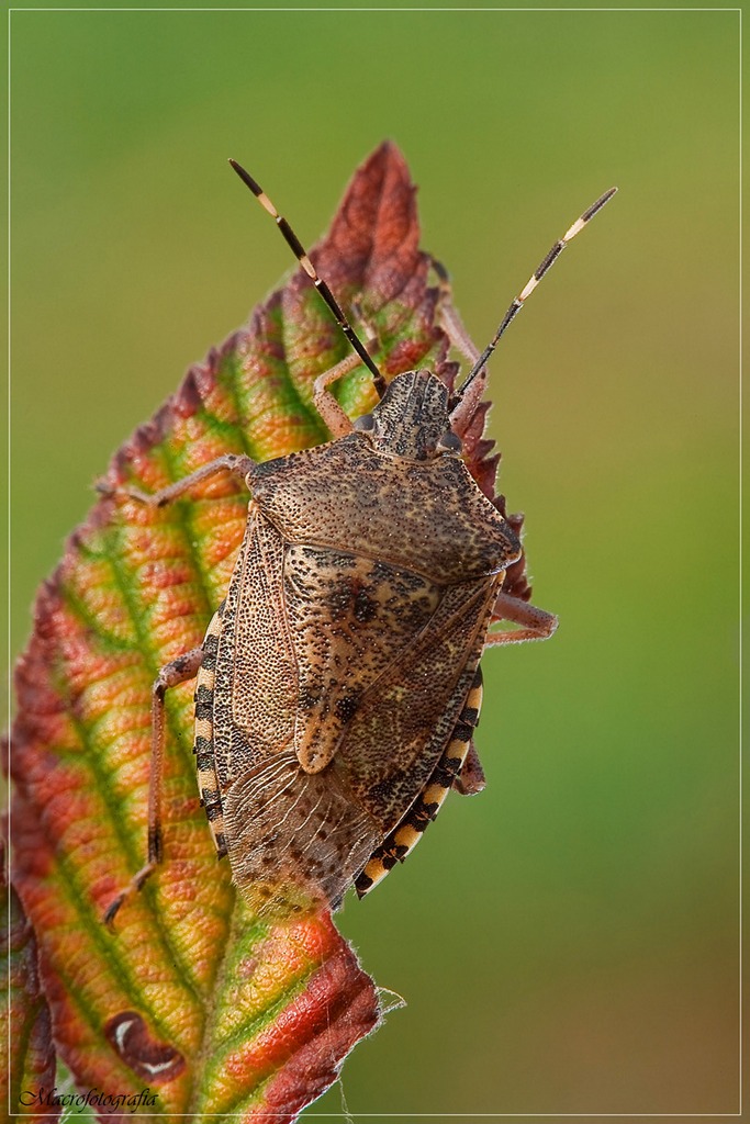Gonocerus acuteangulatus