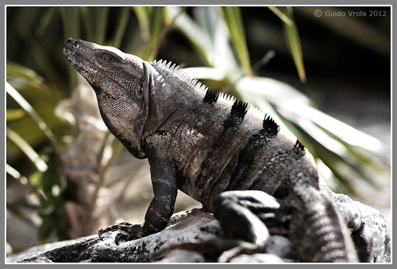 Iguana codaspinosa nera
