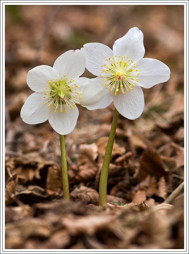 Helleborus Niger 2