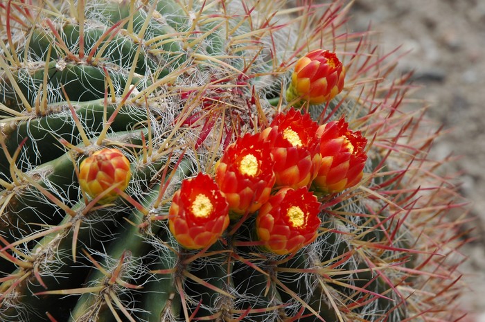 Macro Floreale 03