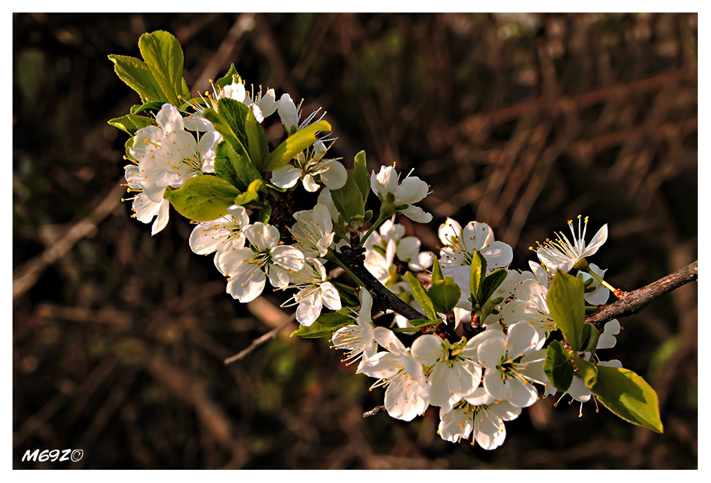 Diagonale di primavera