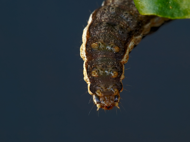 bruco....da sotto...